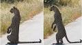 Leopard stands upright like a human in viral video from Kruger National Park