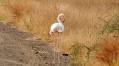 Surprise sighting: flamingo spotted in Kruger National Park