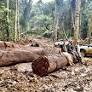 Timber troubles fell Ricardo Salles, Brazil’s environment minister
